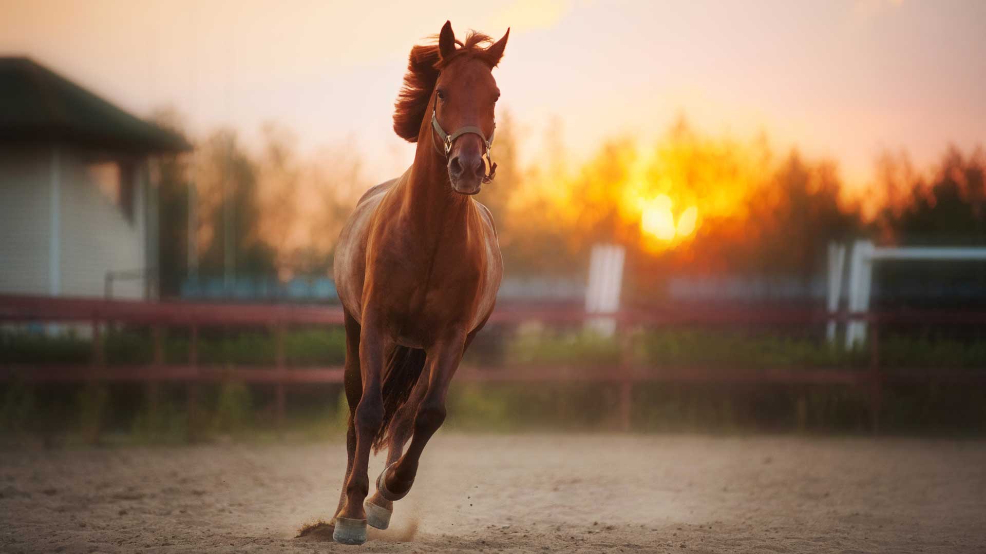 EQUINE Animal PEMF Therapy